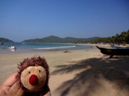 Igel am Strand in Goa