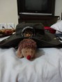 /album/igel-on-tour/dsc02952-jpg/